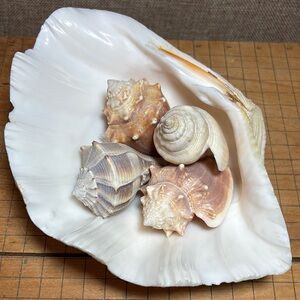 Giant White Clam Shell Bowl 7.75”L x 5.75”W 2 7/8”H w Seashells Nautical